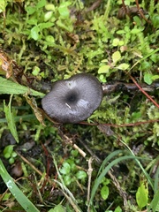 Cyanula