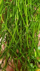 Equisetum scirpoides