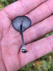 Cyanula