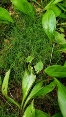 Equisetum scirpoides