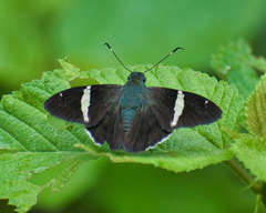 Autochton bipunctatus