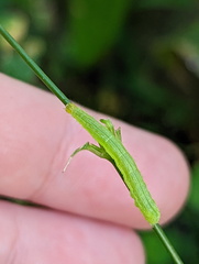 Chrysodeixis