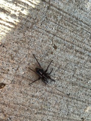 Herpyllus propinquus