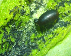 Calycomyza promissa