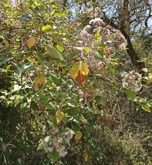 Kaunia lasiophthalma