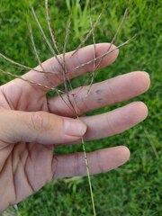 Dichanthium annulatum