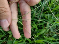 Digitaria violascens