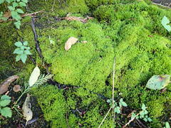 Dichodontium pellucidum