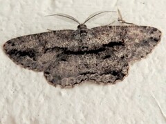 Scioglyptis canescaria