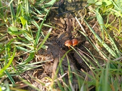 Deconica