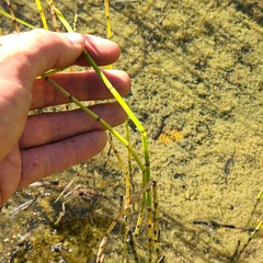 Equisetum variegatum