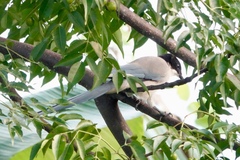 Cyanopica cyanus