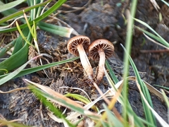 Deconica