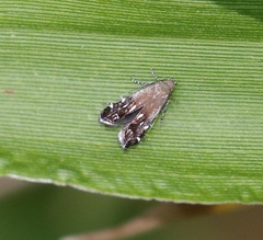 Anacampsis levipedella