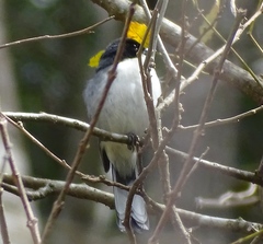 Microspingus melanoleucus