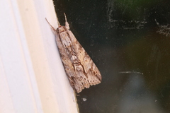 Melipotis acontioides