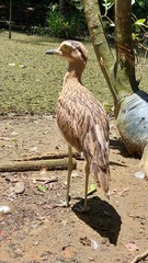 Burhinus bistriatus
