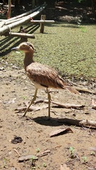 Burhinus bistriatus
