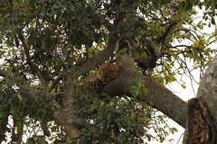 Panthera pardus pardus