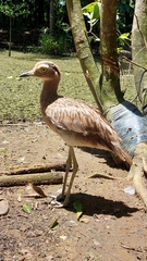 Burhinus bistriatus