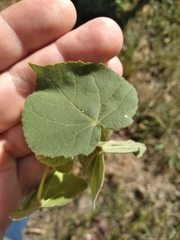 Abutilon theophrasti