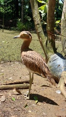 Burhinus bistriatus