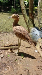 Burhinus bistriatus