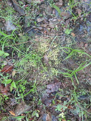 Androsace filiformis