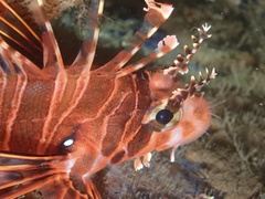 Pterois antennata