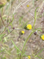 Picradeniopsis multiflora