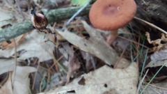 Laccaria bicolor