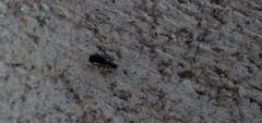 Microlestes linearis