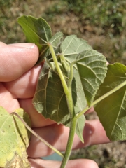 Abutilon theophrasti