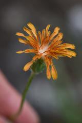 Agoseris aurantiaca