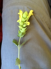 Scutellaria orientalis