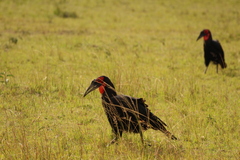 Bucorvus leadbeateri