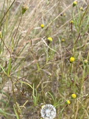 Picradeniopsis multiflora