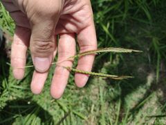 Dichanthium aristatum