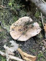 Lactarius argillaceifolius
