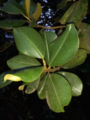 Magnolia pallescens