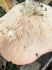 Lactarius argillaceifolius