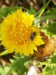 Anthophorula