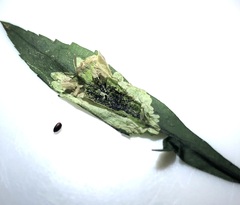 Calycomyza promissa