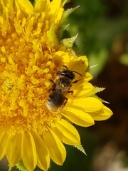 Anthophorula