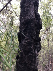 Persoonia longifolia