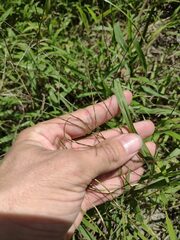 Digitaria radicosa