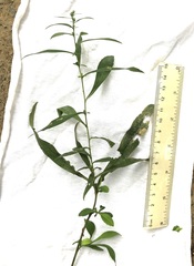 Calycomyza promissa