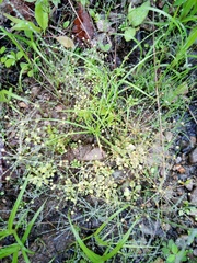 Androsace filiformis