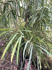 Persoonia longifolia