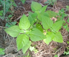 Galinsoga parviflora
